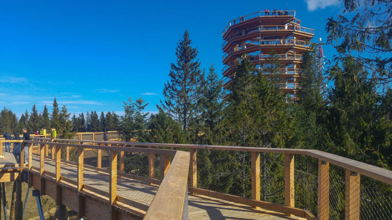 Tiered wooden observation tower rising above spruce trees beside the walkway