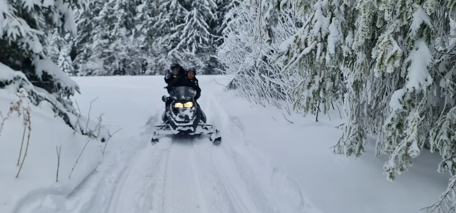 Two people riding a snowmobile along a forest track of snow-laden spruces