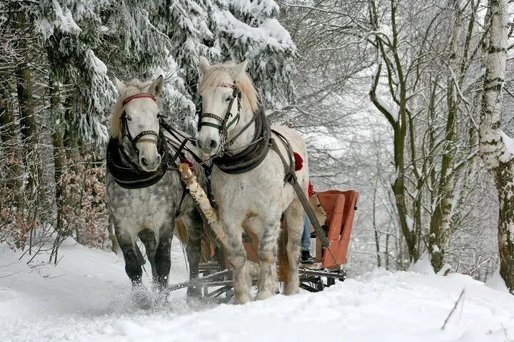 Two grey horses pulling a red sleigh through a snowy forest