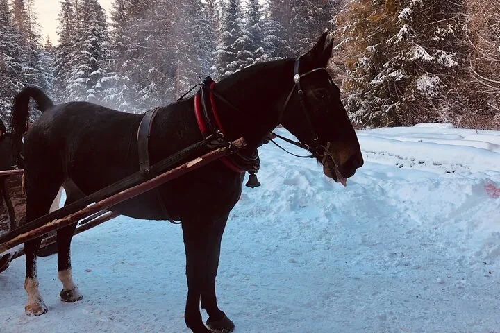Dark horse in red harness hitched to a sleigh on a snowy track