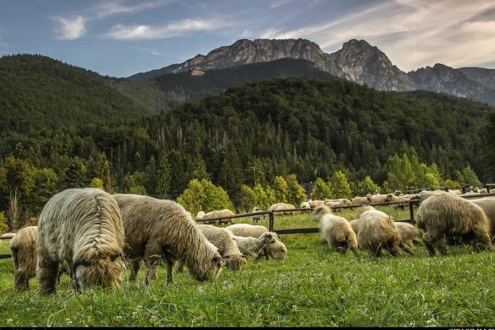 Flock of long-haired sheep grazing a meadow below rocky mountain peaks