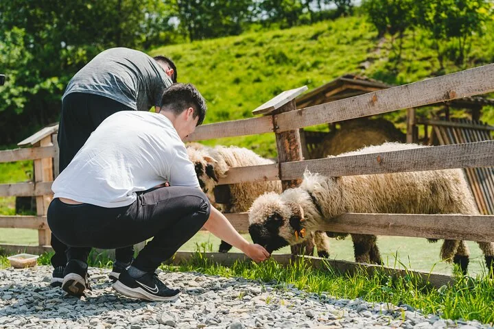 Visitors feeding woolly black-nosed sheep through a wooden fence