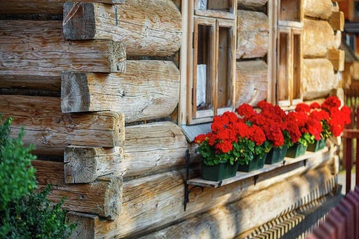 Red geraniums in window boxes on an old log house wall